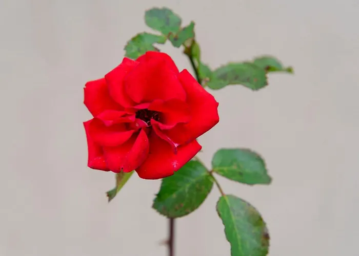 Apartment Am Labyrinth *